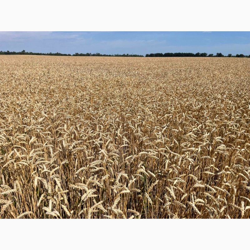 Фото 3. Насіння пшениці ярої Дубравка, супер еліта