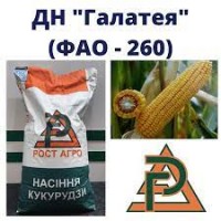Насіння кукурудзи ДН Галатея ФАО 260 Рост Агро