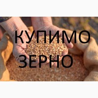 Постійно купуємо пшеницю фуражну на елеваторах і господарствах по Мостиському районі