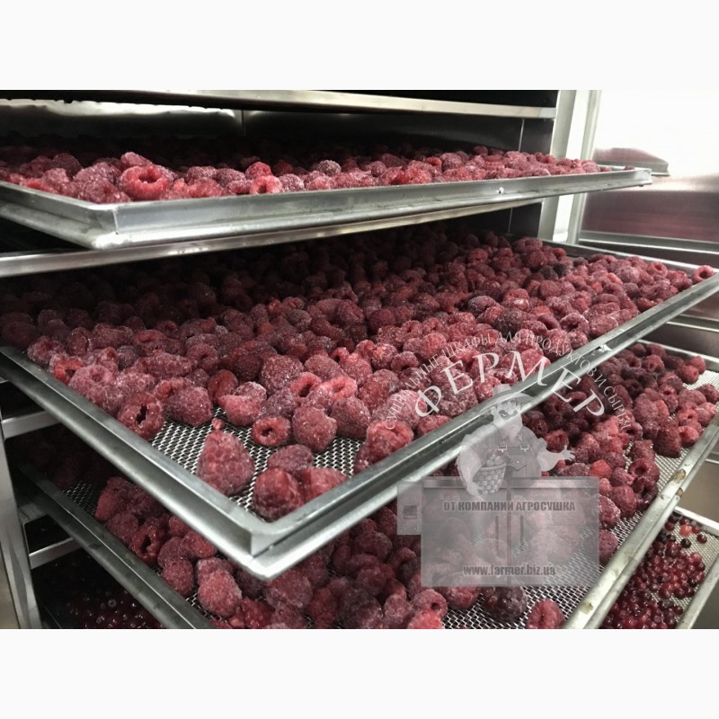 Фото 6. Сушилка инфракрасная Фермер-1020 для быстрой сушки ягод, фруктов, орехов