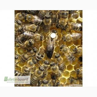 Родам матки карпатських бджіл і бджолопакети
