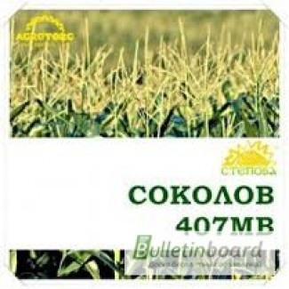 Продам семена кукурузы Соколов 407 МВ, ФАО-400