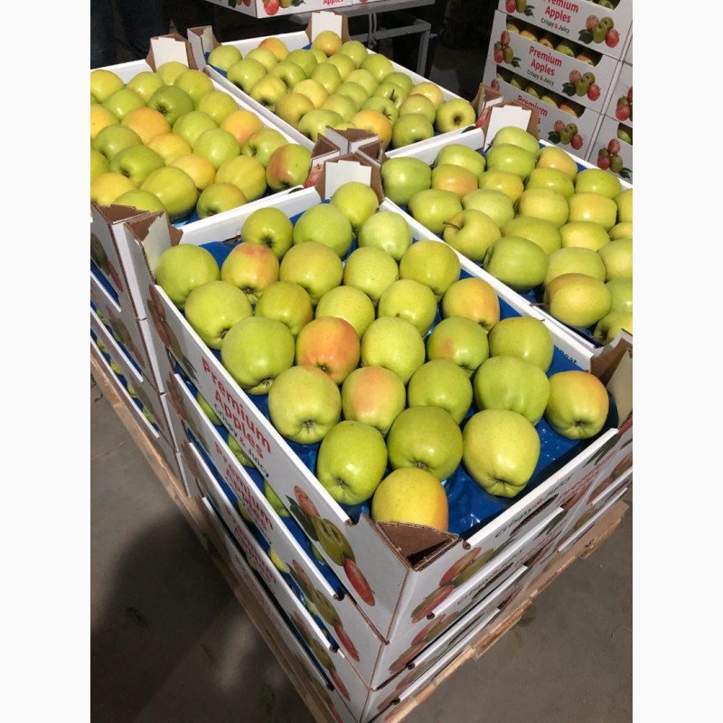 Фото 2. Продам яблука експортної якості ціна договірна.м.Немирів, Вінницька обл
