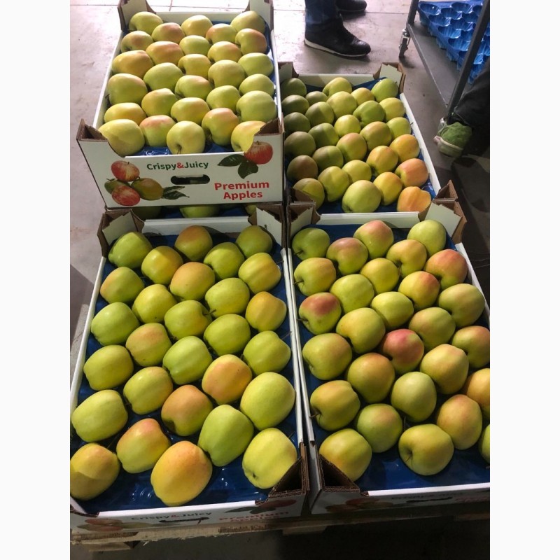 Фото 3. Продам яблука експортної якості ціна договірна.м.Немирів, Вінницька обл