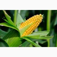 Гибрид Аурум ФАО 320 семена кукурузы