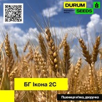 Насіння пшениці БГ Икона 2C (дворучка / остиста) Durum Seeds
