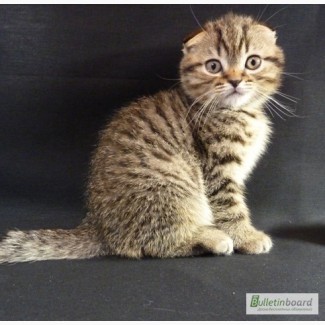 Продам шотландского алиментного котенка Scottish Fold SFS 24, Black spotted tabby, в Киев