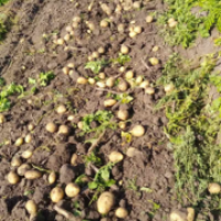 Продам оптом товарну картоплю сорту Арізона- опт від 1т, а також насіння Арізона
