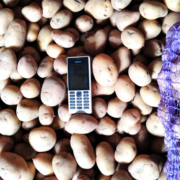 Фото 5. Продам оптом товарну картоплю сорту Арізона- опт від 1т, а також насіння Арізона