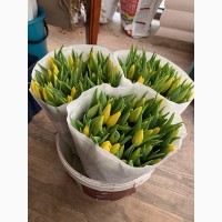 Тюльпани опт, 8 березня, квітиWquT