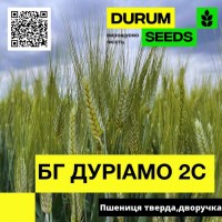 Насіння пшениці БГ Дуріамо 2С (дворучка / тверда) Durum Seeds