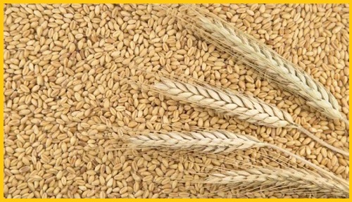 Фото 2. Пшеница, кукуруза - фуражная для кормовых целей