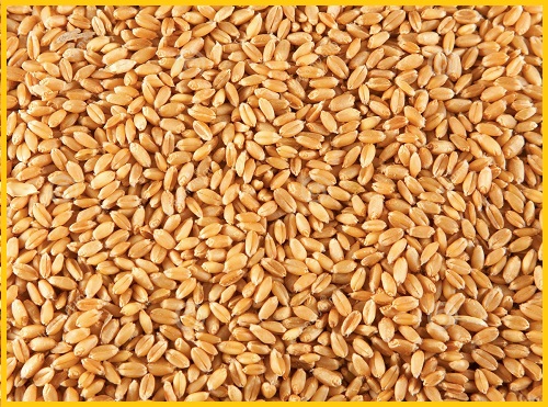 Фото 4. Пшеница, кукуруза - фуражная для кормовых целей