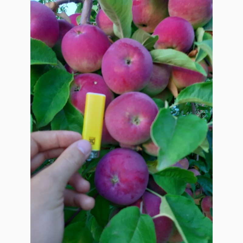 Фото 4. Продам яблоко Малиновка оптом с сада
