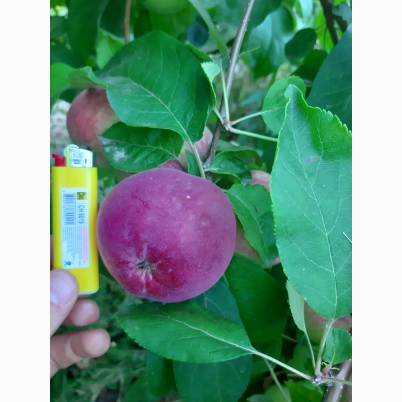Фото 6. Продам яблоко Малиновка оптом с сада