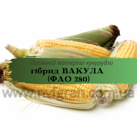 Насіння кукурудзи гібрид - Вакула (ФАО 250)