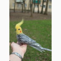Валяная игрушка попугай хендмэйд корелла из шерсти подарок сувенир ручной работы птица