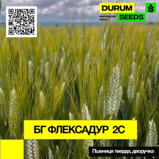 Насіння пшениці БГ Флексадур 2С (дворучка / тверда) Durum Seeds