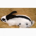 Продам кроликов породы немецкий пестрый великан