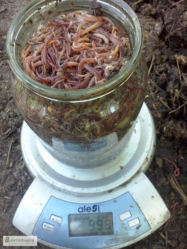 Фото 2. Продам технологических червей для рыбалки и производства биогумуса