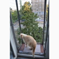 Балкон для выгула кошек, по почте. Броневик Днепр