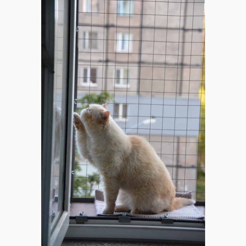 Фото 6. Балкон для выгула кошек, по почте. Броневик Днепр