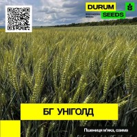 Насіння пшениці БГ Уніголд (озима / остиста) Durum Seeds