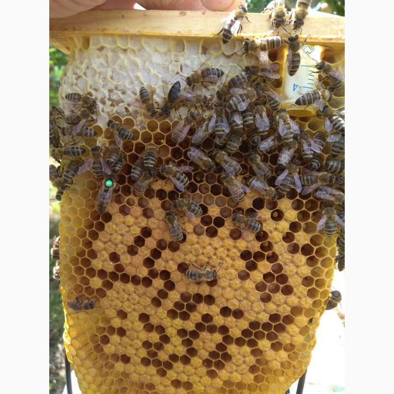 Фото 3. Бджоломатки Карніка плідні