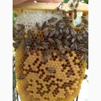 Бджоломатки Карніка плідні