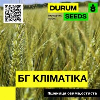 Насіння пшениці БГ Кліматіка (озима / остиста) Durum Seeds
