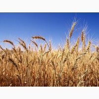 Куплю пшеницю з повишеною смітною по Хмельницькій області