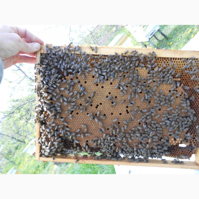 Фото 8. Карніка: бджолопакети, не плідні матки