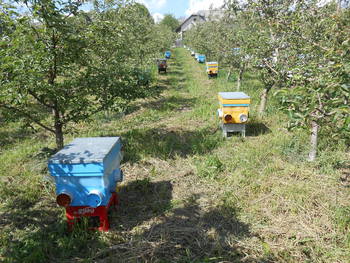 Фото 11. Карніка: бджолопакети, не плідні матки