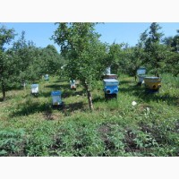 Карніка: бджолопакети, не плідні матки