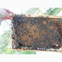 Карніка: бджолопакети, не плідні матки