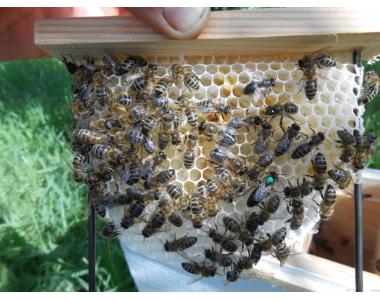 Фото 4. Карніка: бджолопакети, не плідні матки