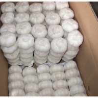 Top quality China fresh garlic for wholesale