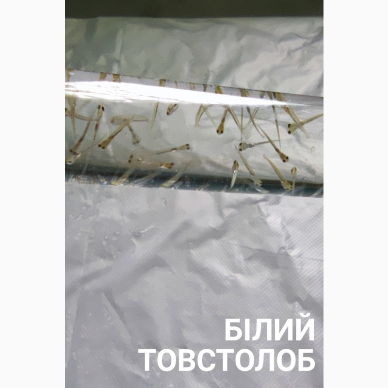 Фото 6. Личинка амура, білого товстолоба та гібрида Б.Т. в сторону білого