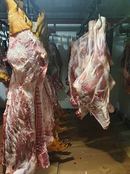 Фото 5. Свинина, яловичина, баранина, телятина2y1N