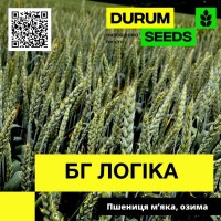 Насіння пшениці БГ Логіка (озима / безоста) Durum Seeds
