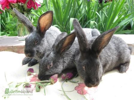 Фото 5. Продаю кроликов породы серебристый