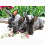 Продаю кроликов породы серебристый