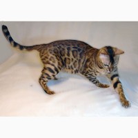 Бенгальская кошка Одесса. Бенгальские котята