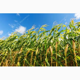 Гибрид Фризби ФАО 260 семена кукурузы