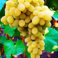 Столовые привитые сорта винограда 2х-лет