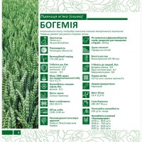 Продам насіння озимої Пшениці сорт Богемія