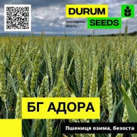 Насіння пшениці БГ Адора (озима / безоста) Durum Seeds