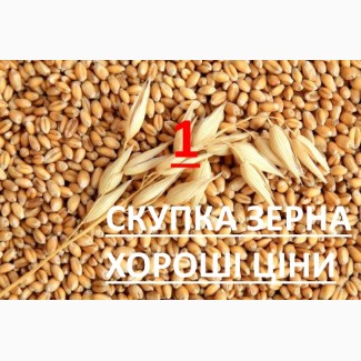 Закуповуємо пшеницю 2 кл, 3 кл, та фураж відповідно до Держстандарту