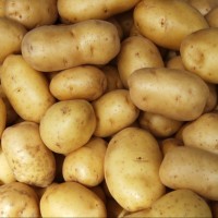Mozika Potato From Pakistan / Import Premium Quality Potatoes