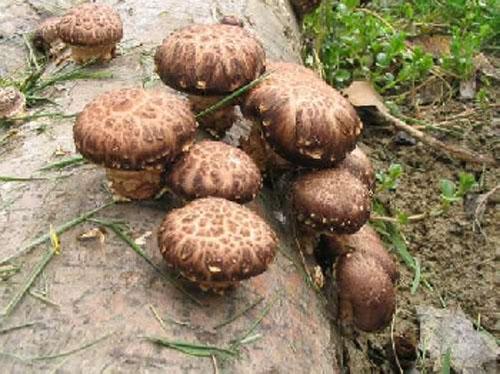 Фото 3. Продам грибы шиитаке, намеко, рейши